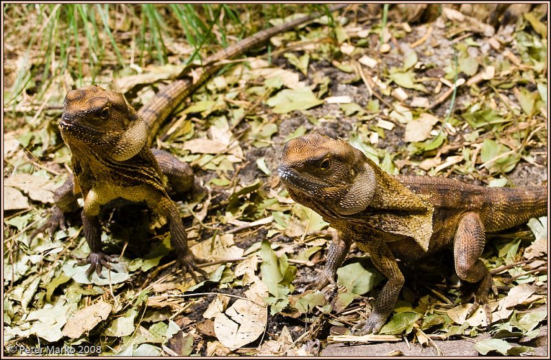 WV8X8407.jpg - Australian reptiles, Sydney, Australia.